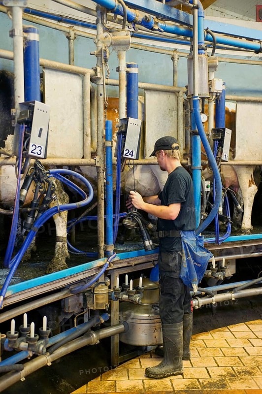 Dairy farming