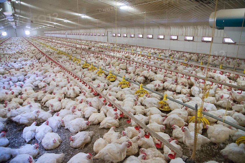 Breeding chickens