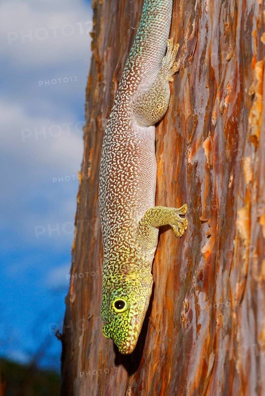 Standing's Day Gecko