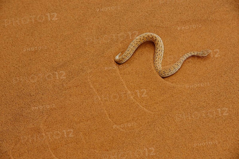 Peringuey's Adder