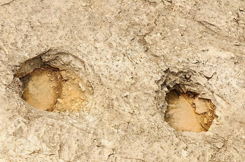 Fossilised dinosaur footprints in rock