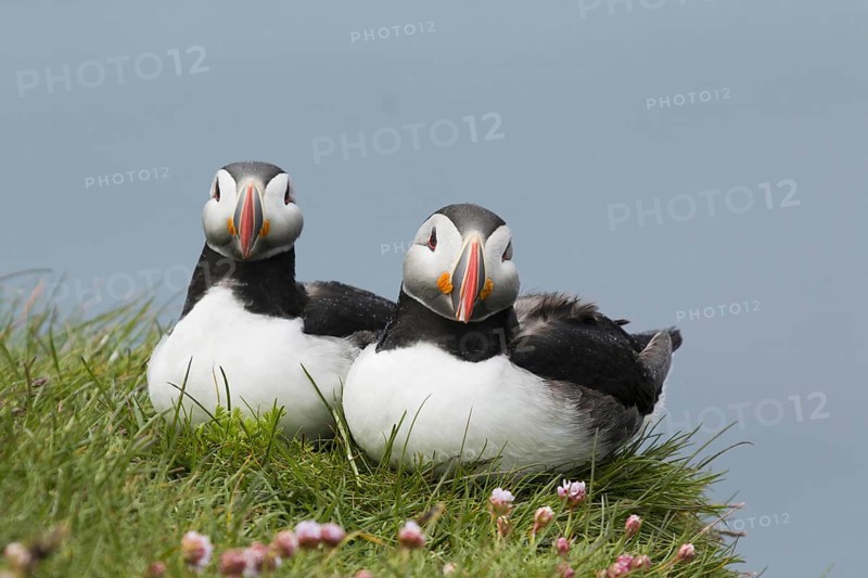 Atlantic Puffin