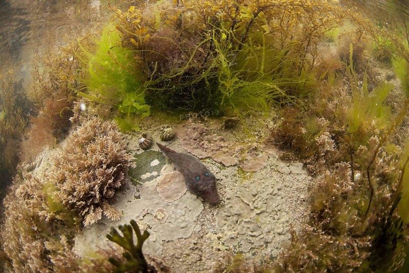 Shore clingfish