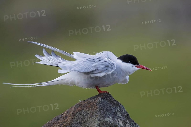 Arctic terns