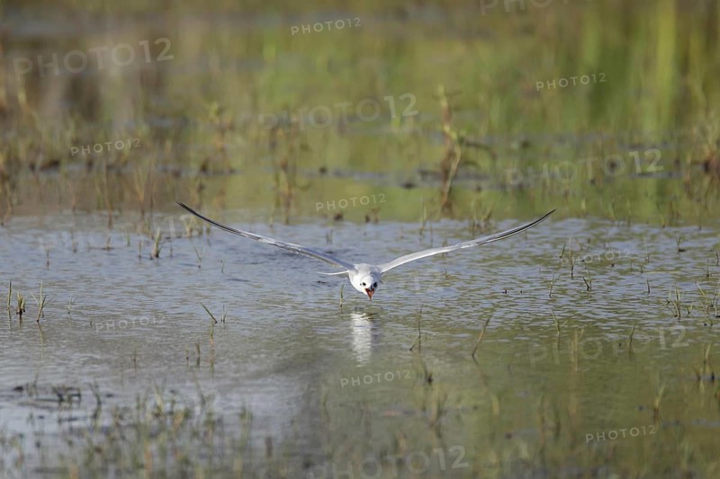 Gull-billed Tern