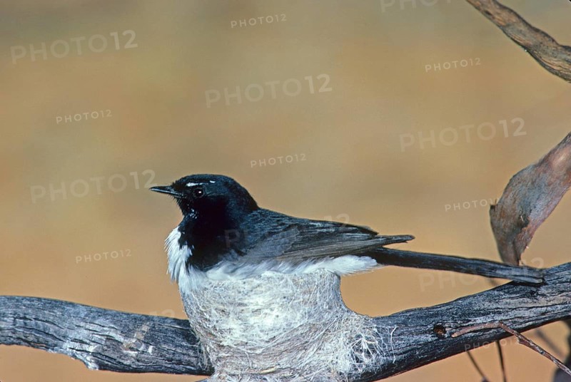 Garden fantail