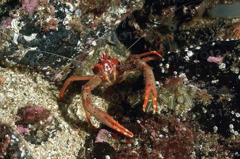 Jumping crab