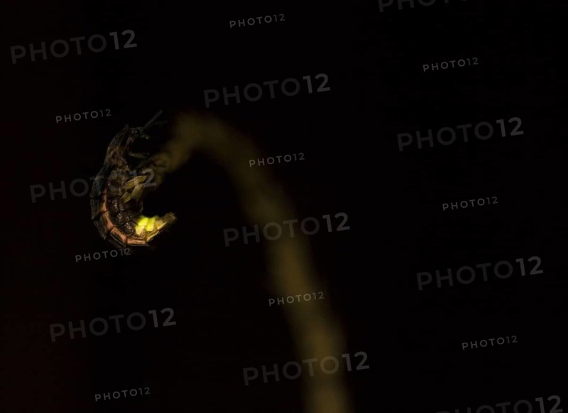Common Glow-worm