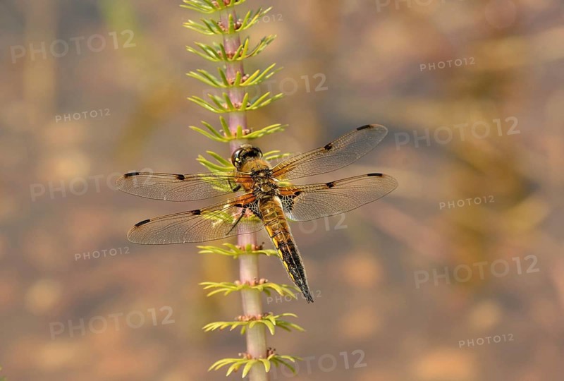Adult four-spotted chaser