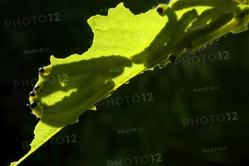 Eurema hecabe