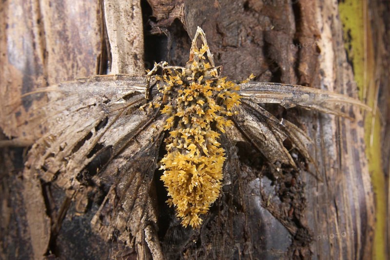 Sac Fungus