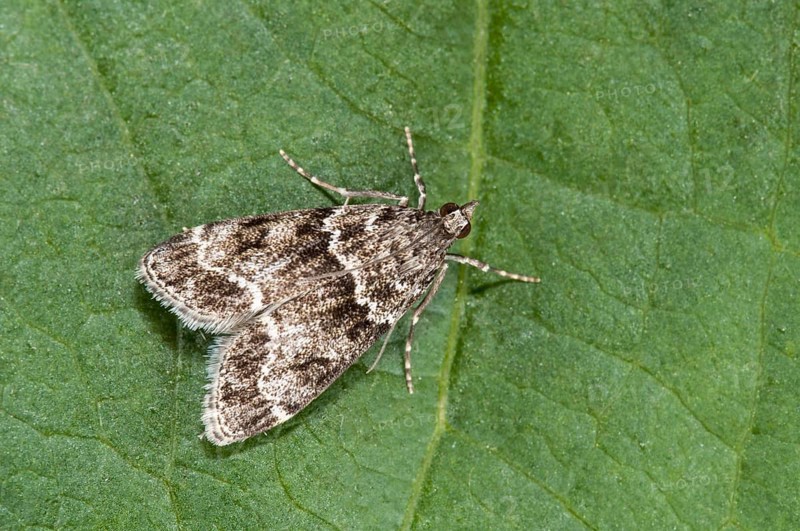 Grey moth