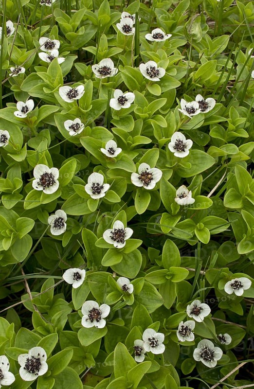 Dwarf Cornel