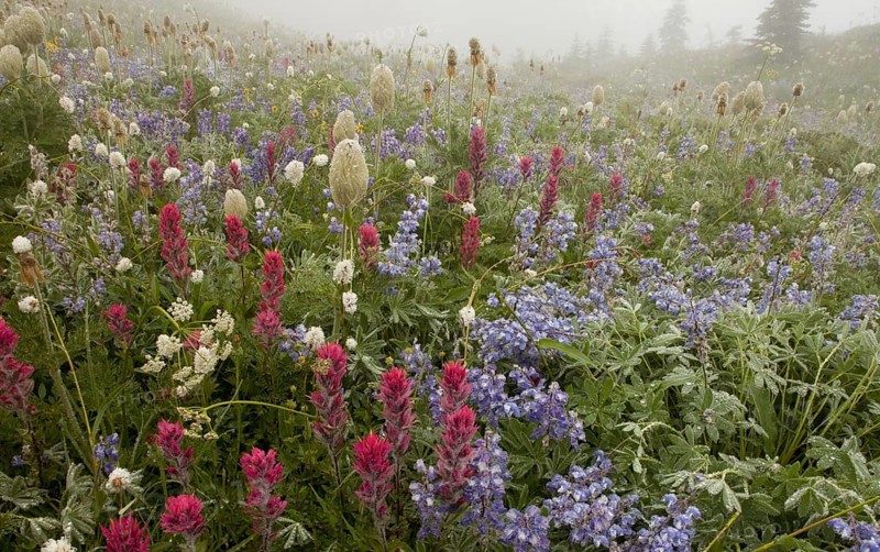 Alpine wildflowers