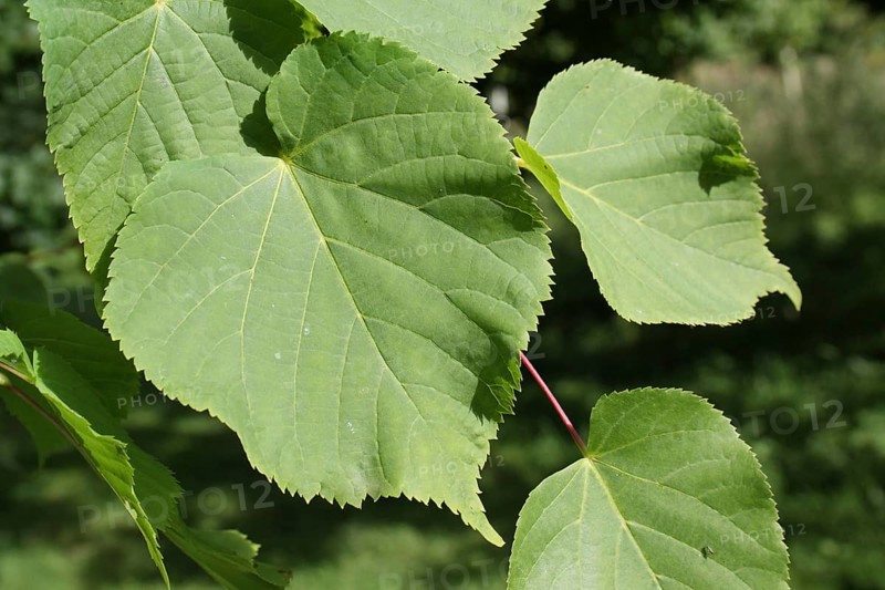 Small-leaved Lime