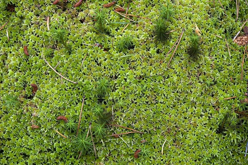 Recurved sphagnum