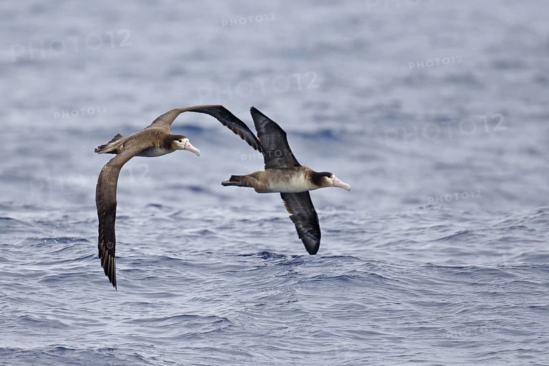 Diomedea albatrus