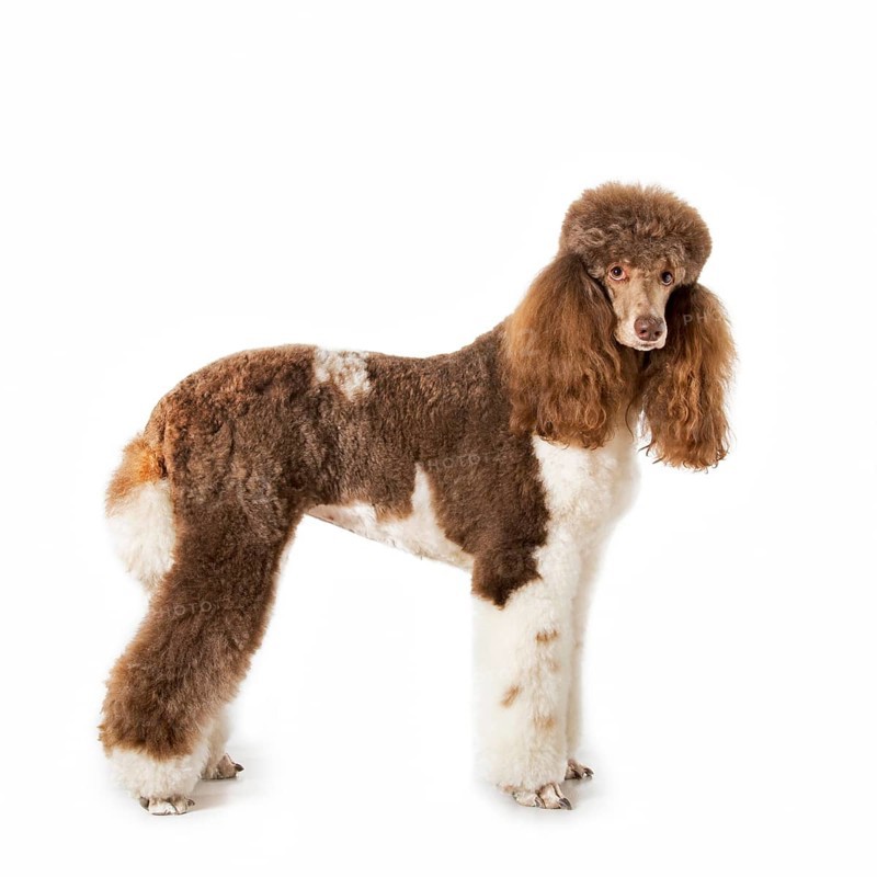 King poodle