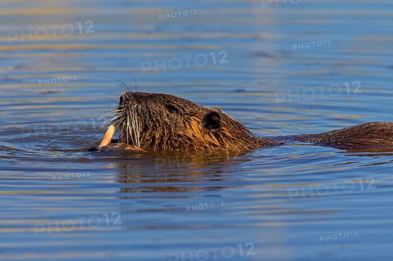 Coypu