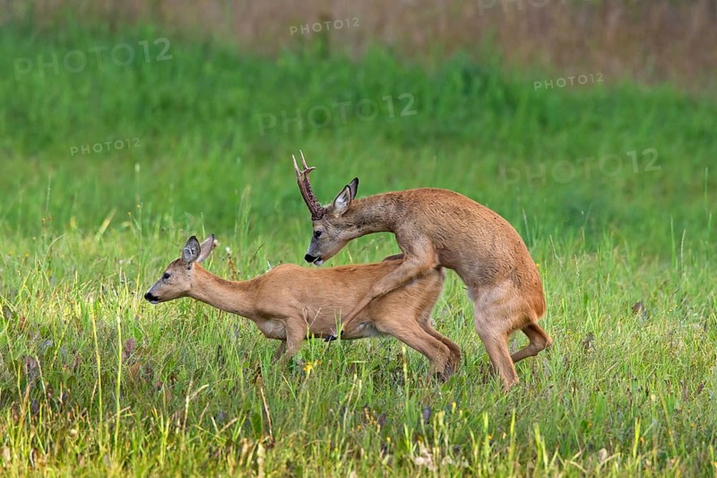 European european roe deer