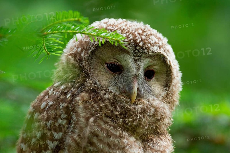Ural Owl