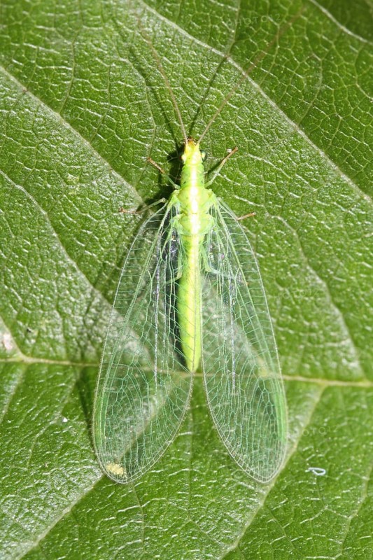 Green lacewing
