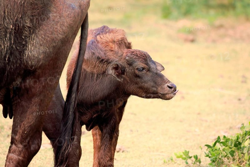 Water buffalo