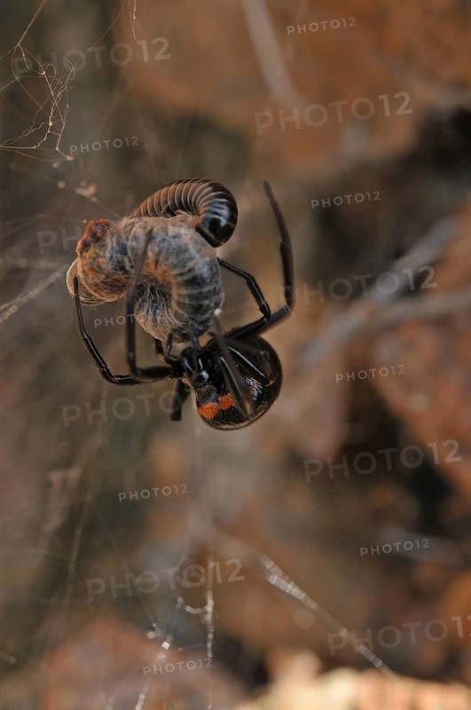 False widow