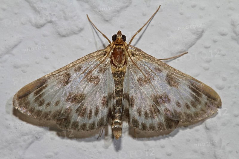 Nettle borer