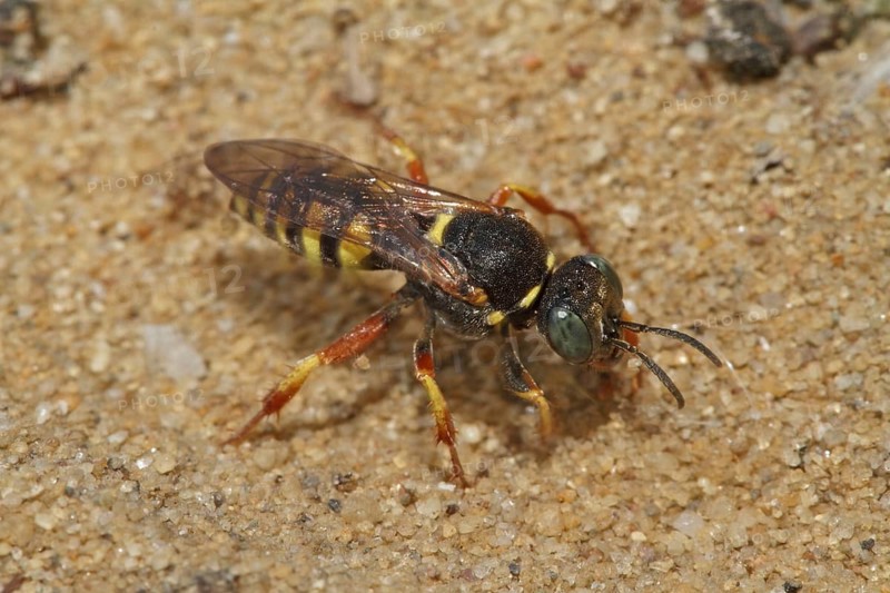 Large fly spear wasp