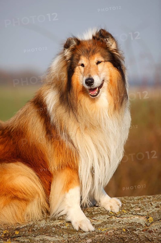 Scottish shepherd dog