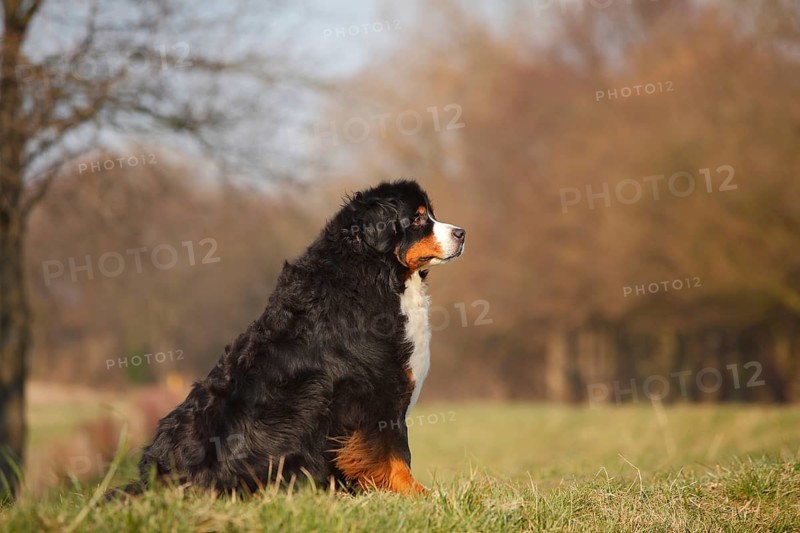 Bernese Mountain Dog