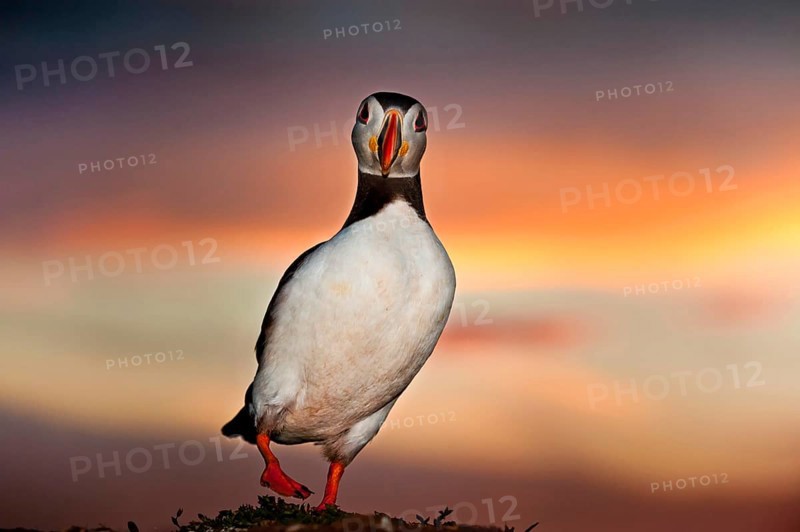 Puffin