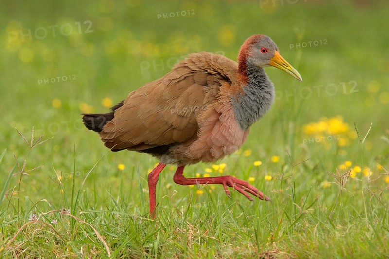 Giant wood rails
