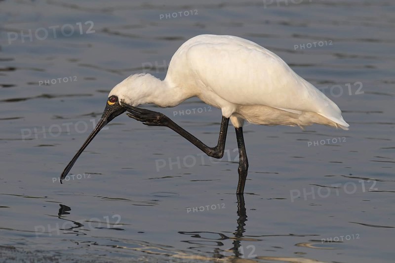 Black-faced black-faced spoonbill