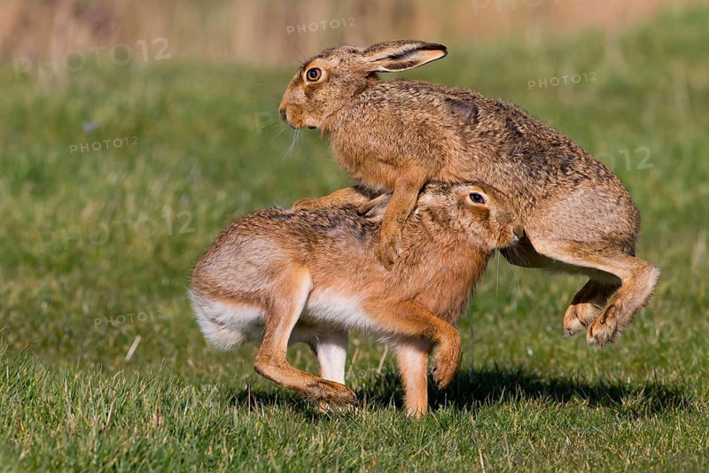 European Hare