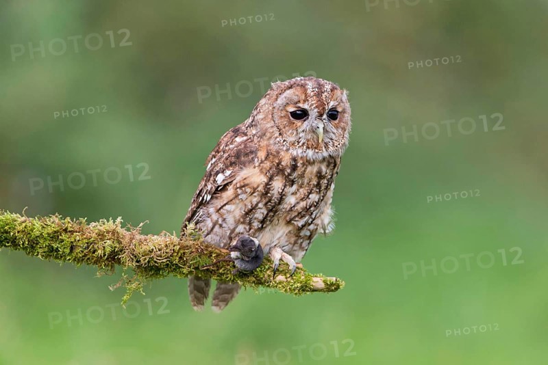 Tawny owl