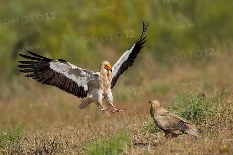 Egyptian Vulture
