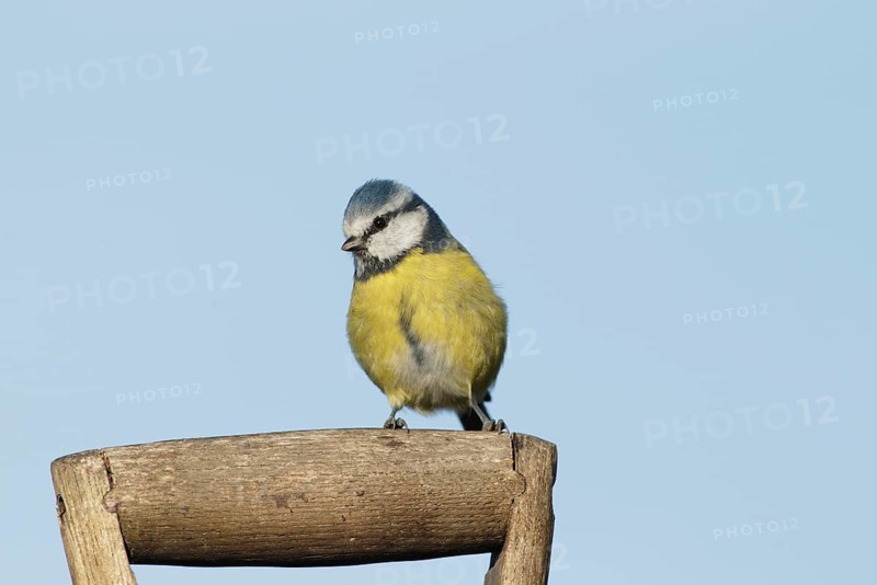 Blue Tit