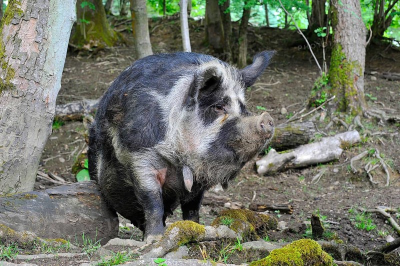 Domestic Pig