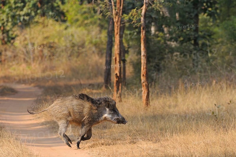Indian Wild Boar