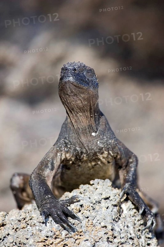 Marine Iguana