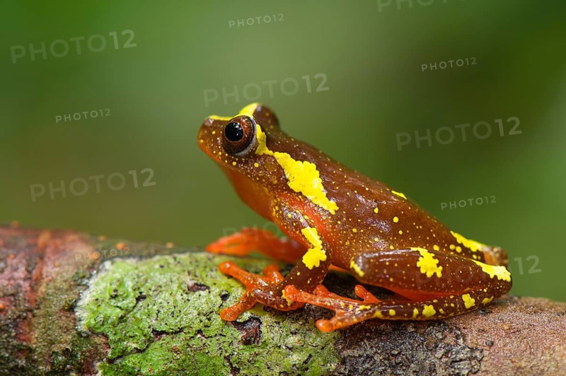 Shreve's Sarayacu tree frog