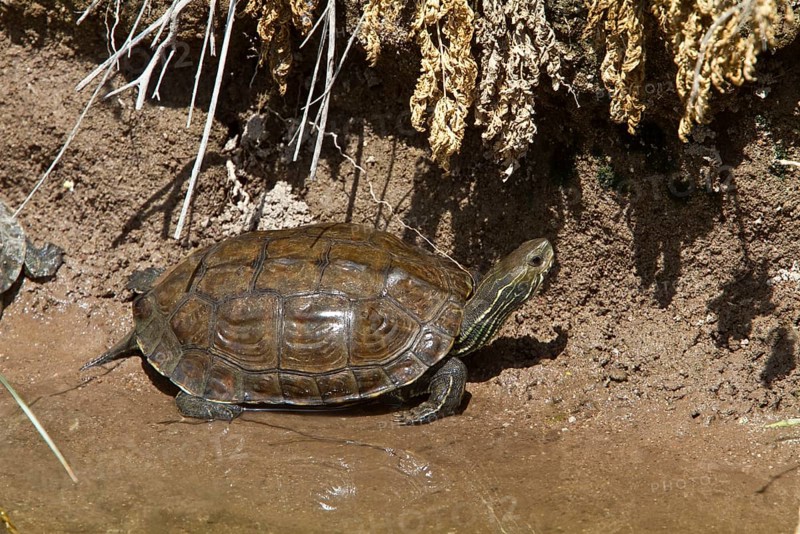 Caspian stream turtle