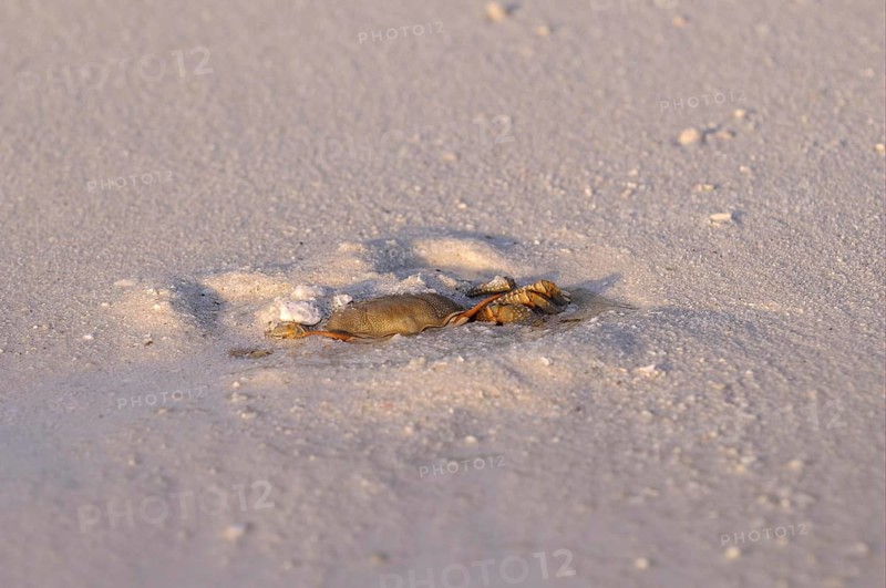 Horned Ghost Crab
