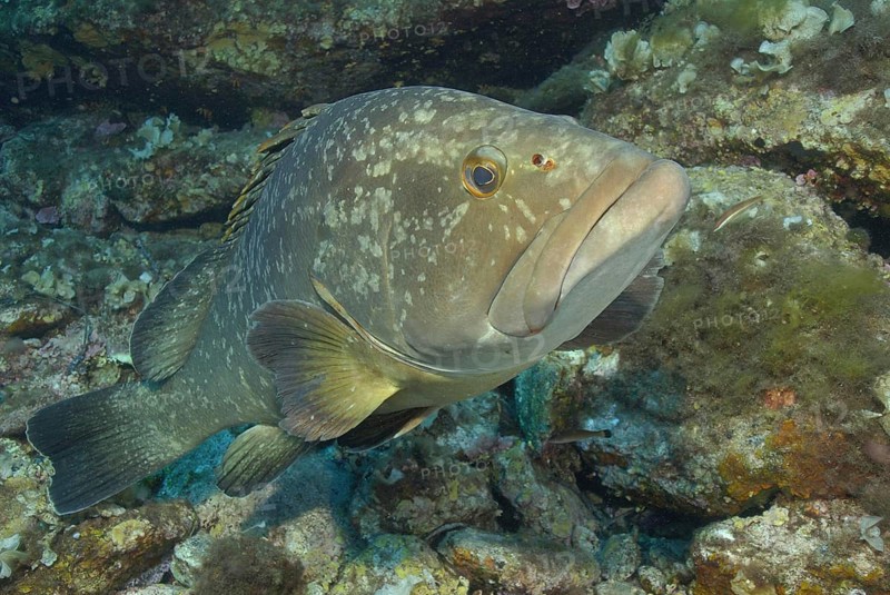 Epinephelus gigas