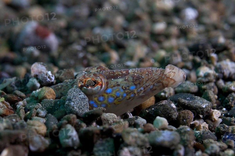 Sand-diver