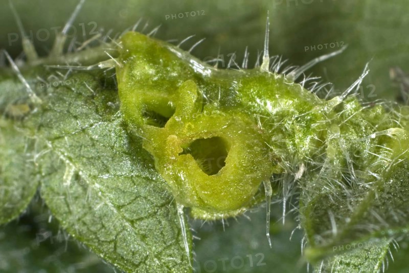 Section through a nettle leaf gall caused by a midge