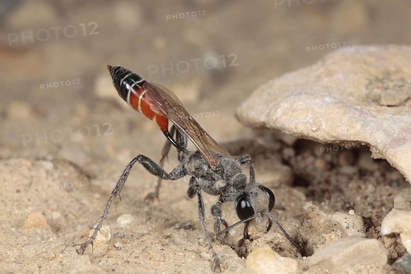 Sand wasp