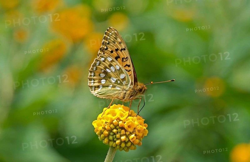 Dark Green Fritillary